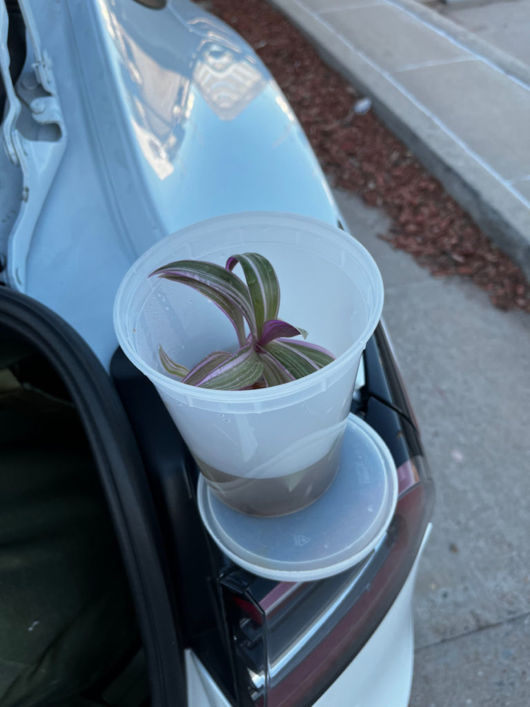 Spider plant in a plastic container